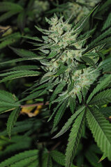 SENSI PURPLE KUSH