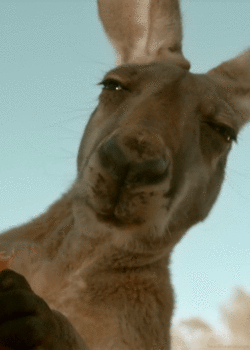 1748051438_Suppositoiroupas.gif.b80f33fea58843ebdd0ba38bc5d71978.gif