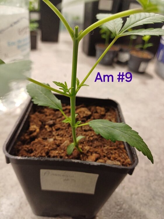 20241001_132718.thumb.jpg.f53ea2f3143bcca66a744da1bf3549e1.jpg
