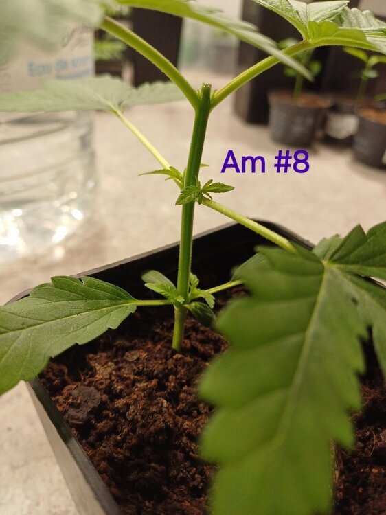 20241001_132755.thumb.jpg.125f3df6cd782eee741417aa410d95be.jpg