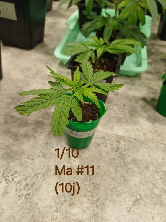 20241001_135408.thumb.jpg.01bc848cae829aeabcdec486e2962312.jpg
