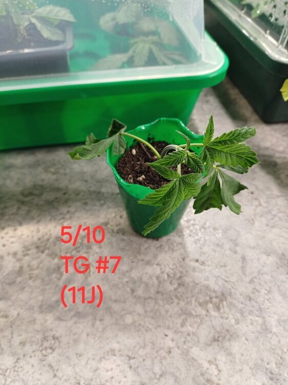 20241005_150820.thumb.jpg.dae7100bc9d6153b63eda1139b8885e8.jpg