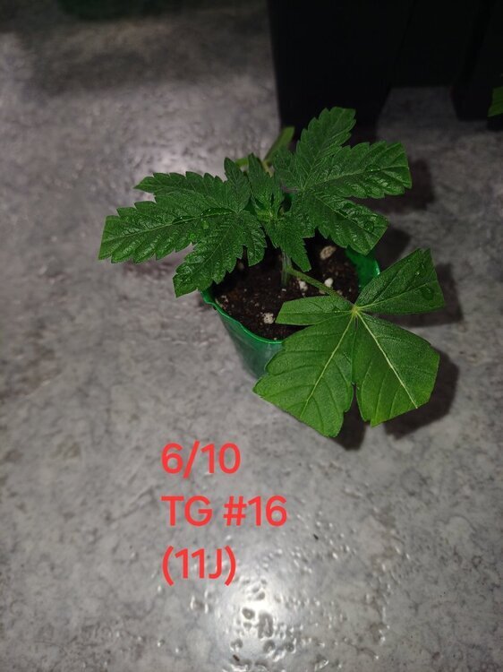 20241006_213904.thumb.jpg.0df099edf9df6e355bc359be4be8c496.jpg