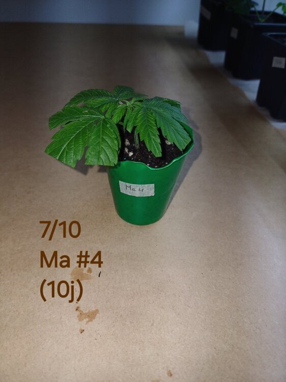 20241007_192211.thumb.jpg.daf43f45f41924cfc833a5f121097b6a.jpg