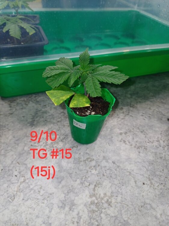 20241009_131730.thumb.jpg.0429f497b572812e261da4942eb9ed39.jpg