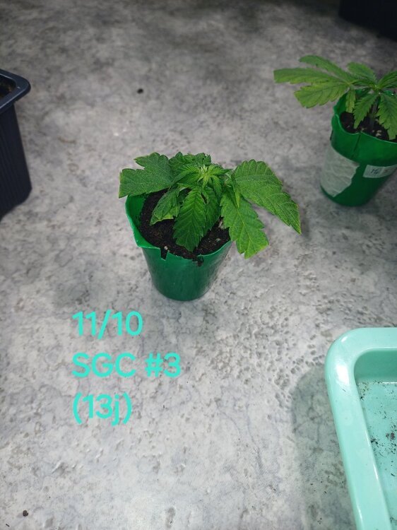 20241011_125913.thumb.jpg.54bb5a3e244fdd03e3066d9eff8c1042.jpg