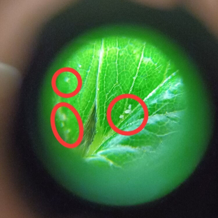 20241013_191006.thumb.jpg.36c06591e6287d33a8584fd73b0c25e3.jpg