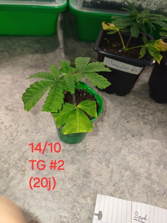 20241014_151954.thumb.jpg.0ceeab39be5cb0c37b92d7fc9b307300.jpg