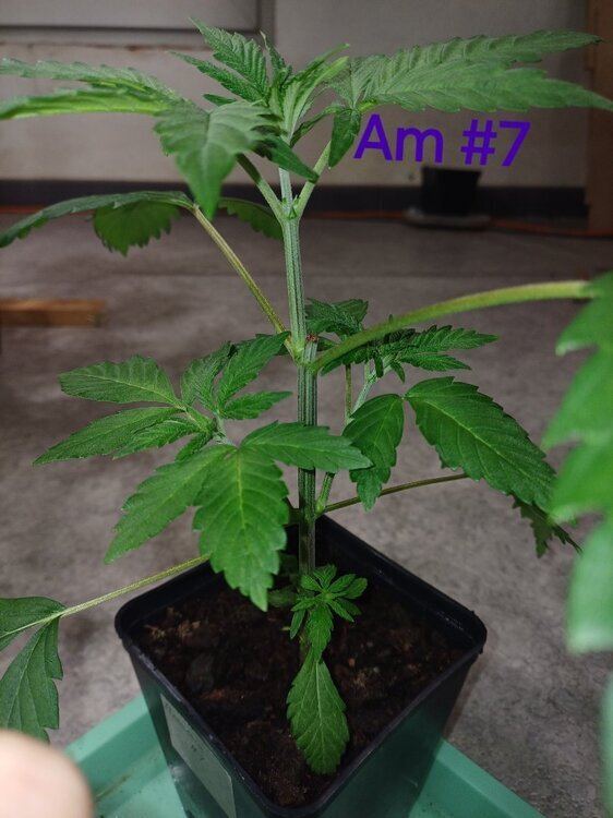 20241021_182425.thumb.jpg.599d359044af4f0e654c505331ecdfe5.jpg