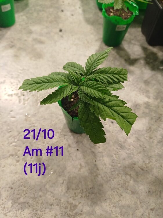 20241021_211443.thumb.jpg.4ce9324404b5226c196e86a4da208a93.jpg
