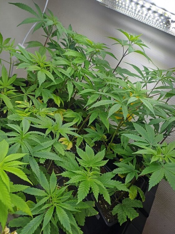 20241030_194641.thumb.jpg.81d260772fc0f6df5944724df53b4578.jpg