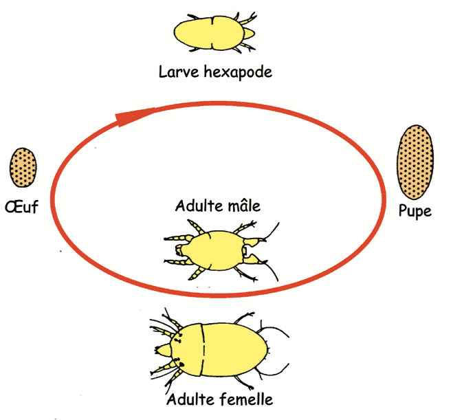 412358360_P34_Pic2_CyclebiologiquedesTarsonemidae(DaprsKreiter1994)-3864193708.png.8745ec19fc7878bfee1b8ba901808d90.png