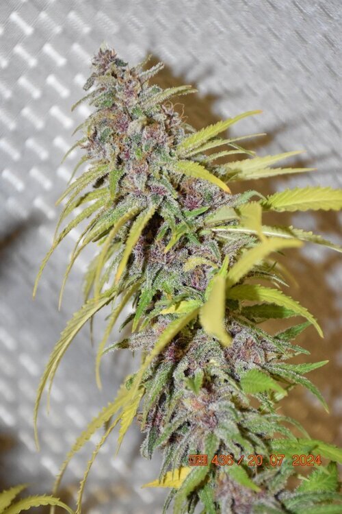 DSC_0233bx9.thumb.JPG.ec729d71978899b5fe45b408e4f6b590.JPG