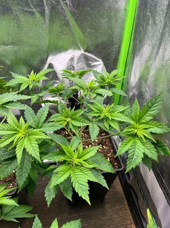 IMG_3168.thumb.jpeg.136614f2a70ab7988615648c9cf57920.jpeg