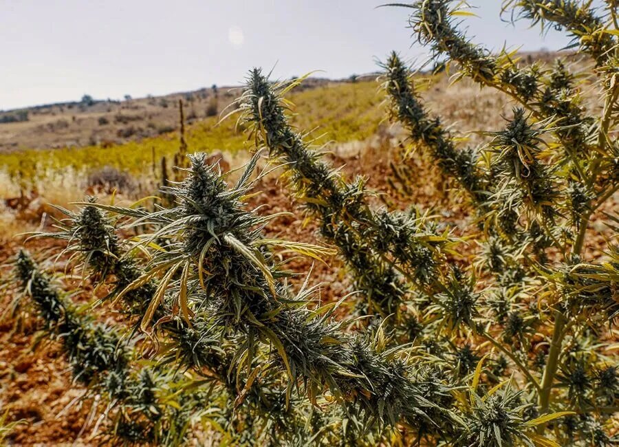 Landrace_Strains_Growing_Outdoors_900x650.jpg.20ba4515aaf576e2575f22c8048a87e0.jpg