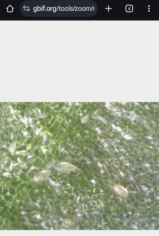 Screenshot_20241020_204805_Chrome.thumb.jpg.18df8ba24c5ed9f623a2c6e147a04565.jpg