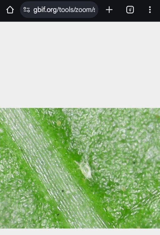Screenshot_20241020_204832_Chrome.thumb.jpg.135d6719660c4c93c1014b5c2a8793a4.jpg