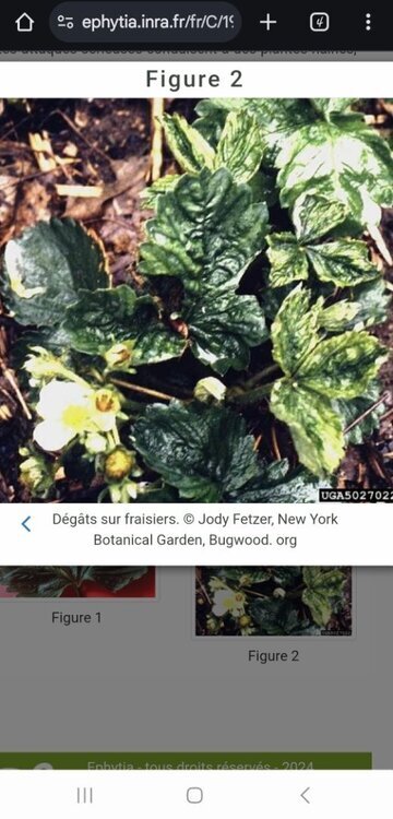 Screenshot_20241022_070702_Chrome.thumb.jpg.c7b75ecc6baed8cc92f1d1d3630649db.jpg
