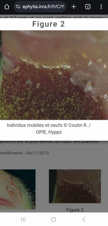 Screenshot_20241022_070825_Chrome.thumb.jpg.741614d75705efb3825d1db89139034f.jpg
