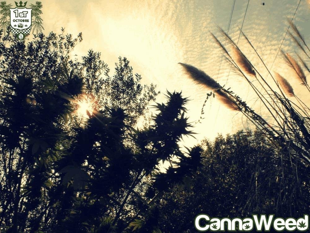 Variété: Pure Chika Bomb Cannaweedeur: Quakers