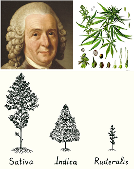 Cannabis Carl Von Linné