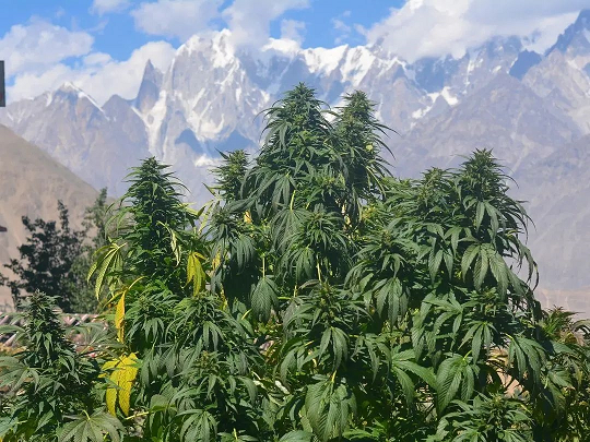 Cannabis Himalaya