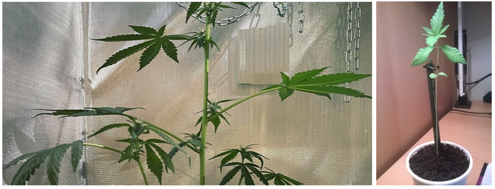 image.thumb.png.816fbe7da01feb69980b2a0de4d86d47.png