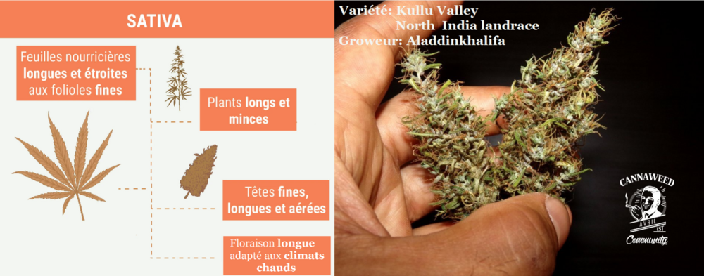 Description Sativa