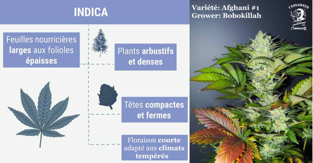 Description Indica