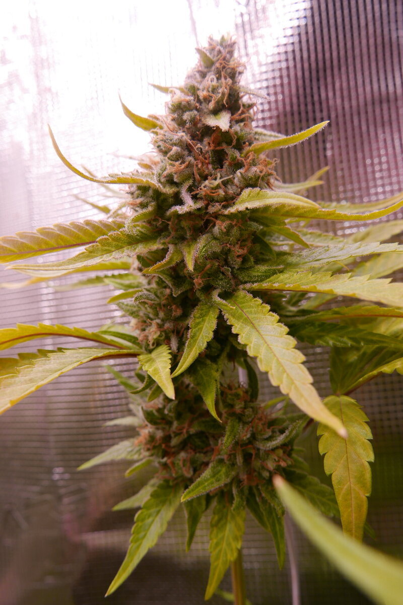 large.1447544387_121273-AcapulcoGoldbud.