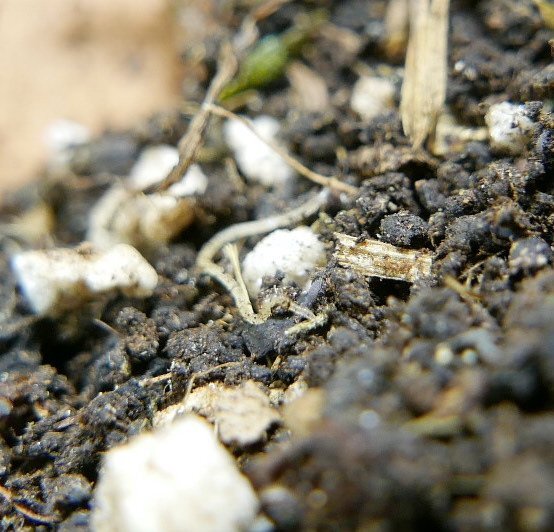 nematode.jpg