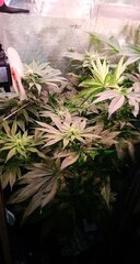 6 Lamic-Tal Purple queen flo 12 stretch 9
