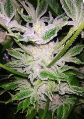 16 Lamic-Tal Purple queen têtes sucrées