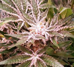 14 Lamic-Tal Purple queen têtes sucrées