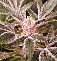 11 Lamic-Tal Purple queen têtes sucrées
