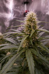 1212 +32 - Acapulco Gold.JPG