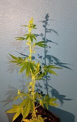 Mâle Tc#1 (beuh-chat seed)