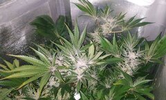 12 Lamic-Tal Purple queen têtes sucrées