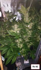8 Lamic-Tal Purple queen flo 42