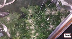 9 Lamic-Tal Purple queen flo 42 bis