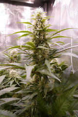 1212 +40 - Acapulco Gold.JPG