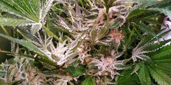 20 Lamic-Tal Purple queen têtes sucrées