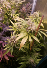 1212 +73 - Acapulco Gold.png