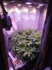 5 Lamic-Tal Purple queen cro 28 stretch 0