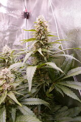 1212 +51 - Acapulco Gold.JPG