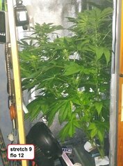 7 Lamic-Tal Purple queen flo 12 stretch 9