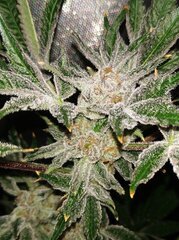 15 Lamic- Tal Purple queen têtes sucrées