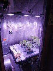 4 Lamic-Tal Purple queen cro 11