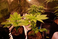 PCK, DURGA MATA CBD & NEBULA CBD.JPG
