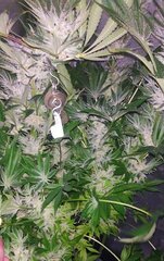 10 Lamic-Tal Purple queen flo 42 bis bis